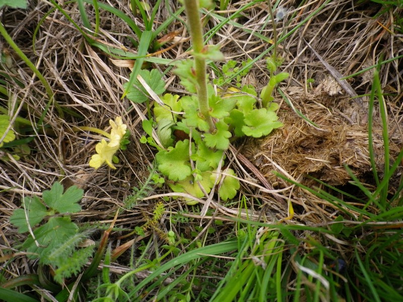 Saxifraga bulbifera / Sassifraga bulbifera